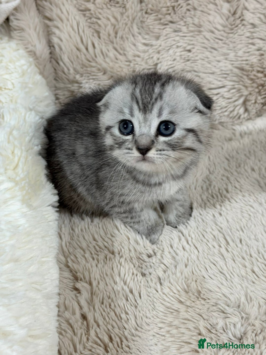 Scottish Fold cats for sale: 4 Scottish fold and British shorthair mix kittens - Advert 7