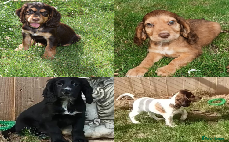 Cocker Spaniel dogs - Advert 12
