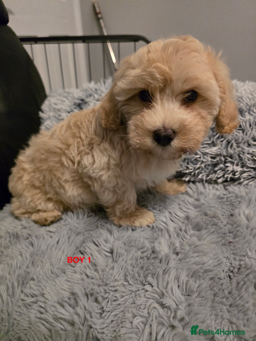 Maltipoo dogs for sale: MALTIPOO PUPPIES FOR SALE - Image 34