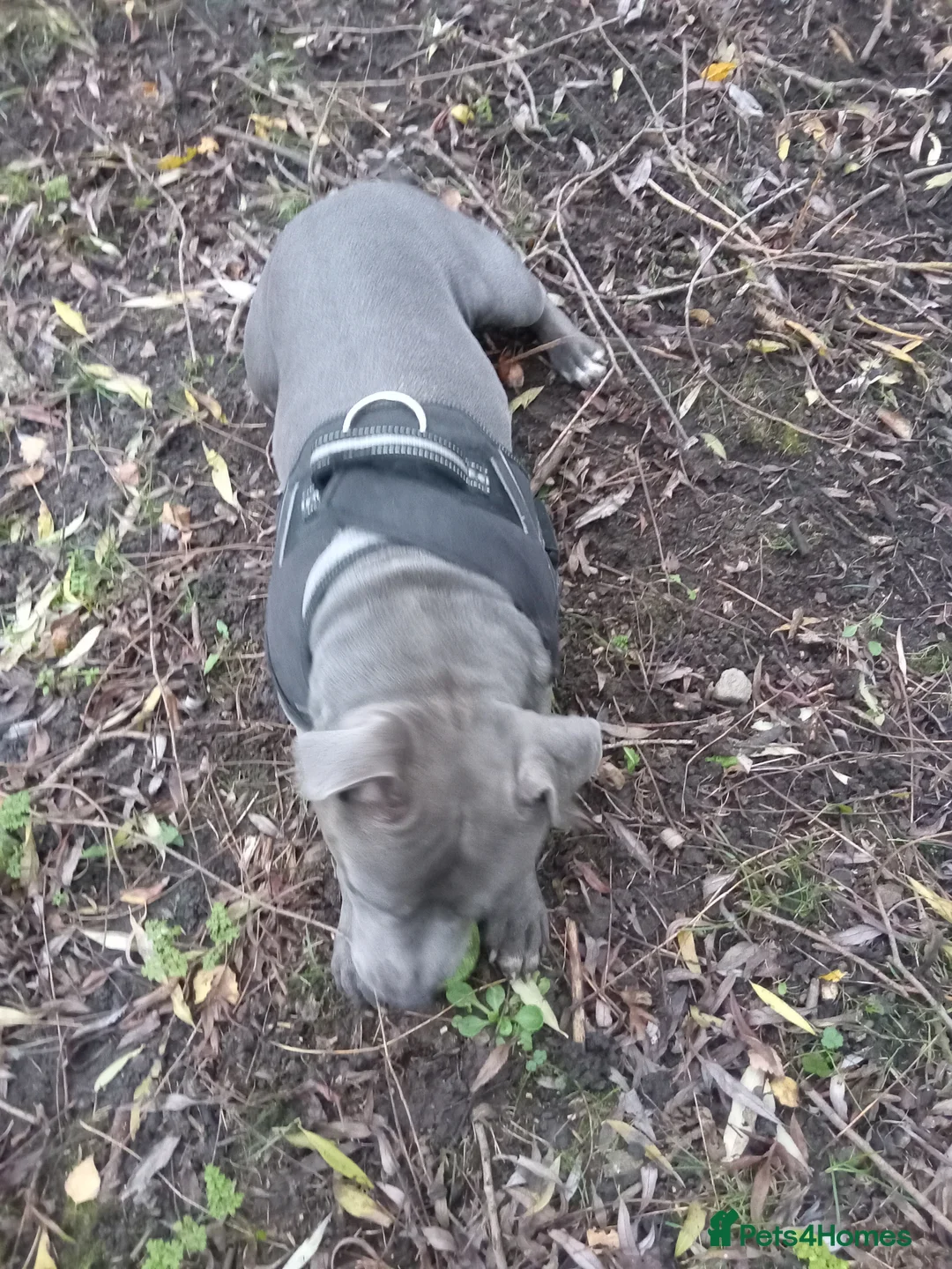 Staffordshire Bull Terrier dogs for stud: 🔥Pure love staffy male for breeding  - Advert 5