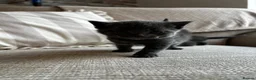 Russian Blue cats for sale: Two beautiful Russian blue kittens for sale  - Advert 4
