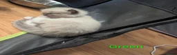 Ragamese cats for sale: Beautiful ragameise kittens  - Advert 17