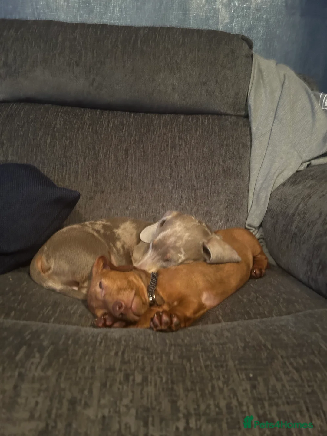 Miniature Dachshund dogs for sale: Two miniature dachshunds  **  in Shrewsbury - Advert 1