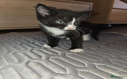British Shorthair cats for sale: 🐱 KITTENS FOR SALE 🐱 - Image 9