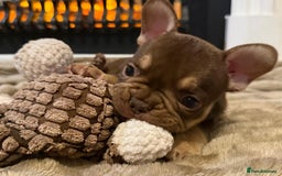 French Bulldog dogs for sale: Rojo and Isabella Merle Pups - Image 14