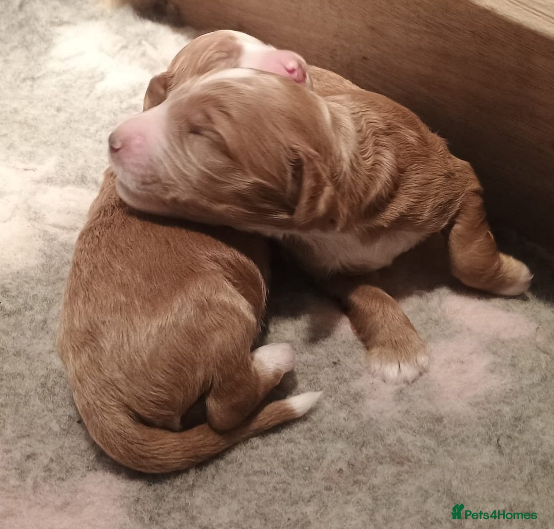 Mixed Breed dogs for sale: Australian doubledoodle puppies - Image 7