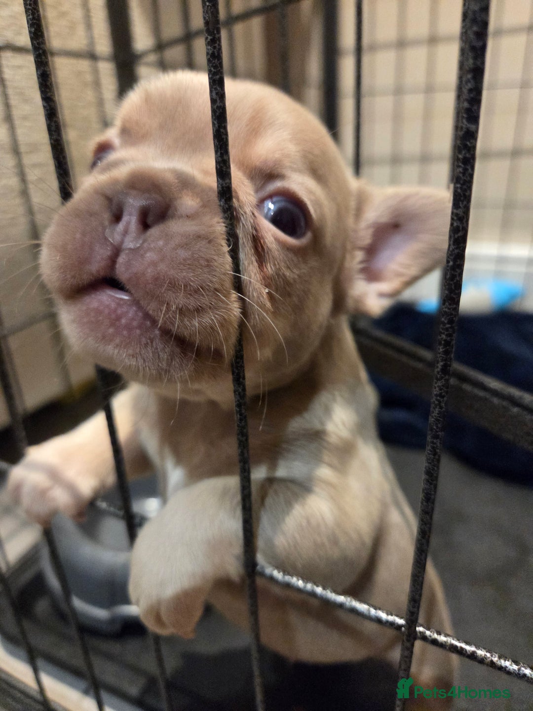 French Bulldog dogs for sale: Isabella & lilac & tan chunky frenchies - Advert 13