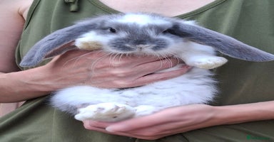 French Lop rabbits - Advert 11
