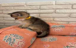 Scottish Fold cats for sale: Scottish fold pedigree kittens - Image 11