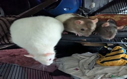 Rat rodents for sale: Rehoming 4 beautiful girls varied ages - Image 3