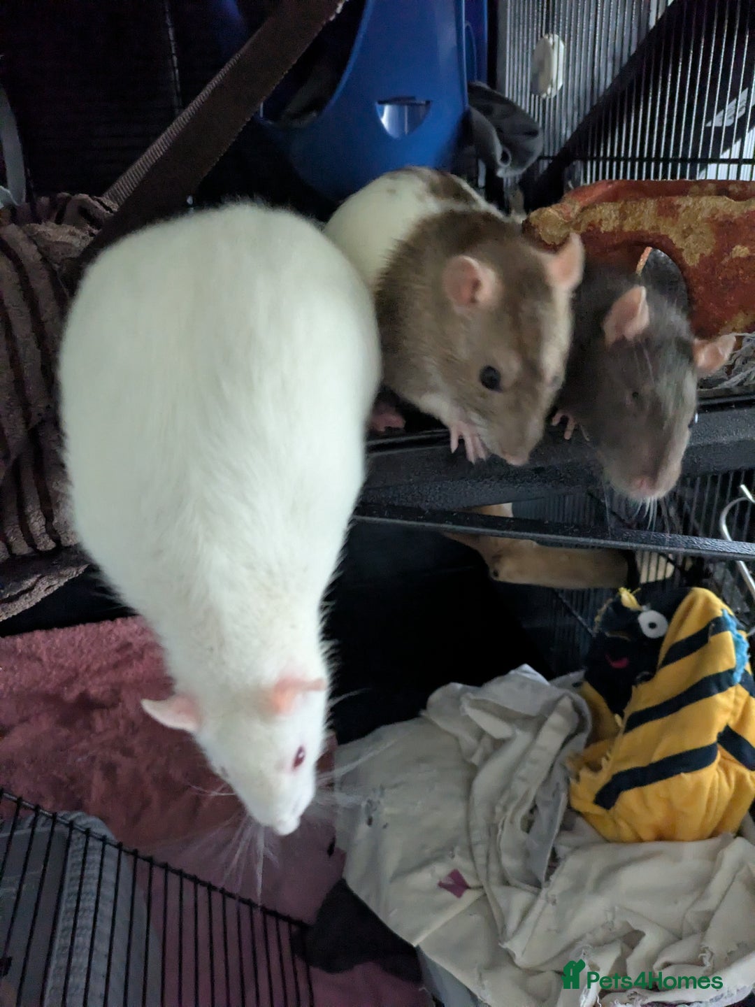 Rat rodents for sale: Rehoming 4 beautiful girls varied ages - Image 3
