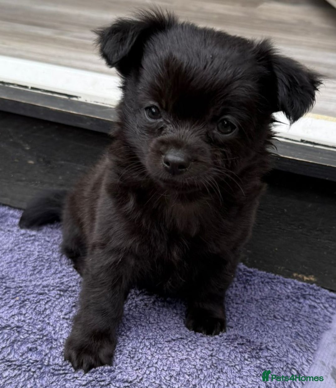 Chihuahua dogs for sale: Little Male Chihuahua  - Image 3