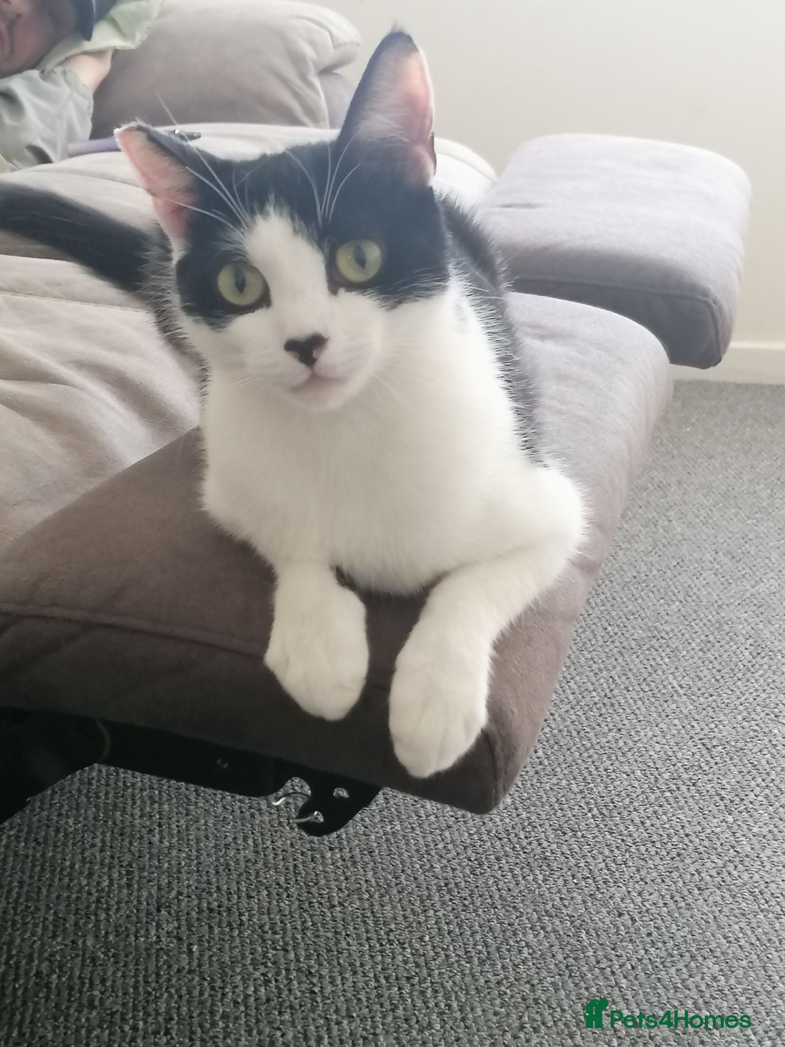 Mixed Breed cats Last female remaining  - Advert 1