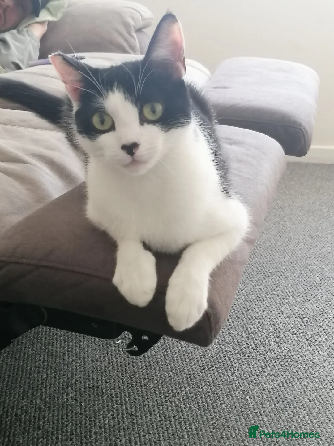 Mixed Breed cats for sale: Last female remaining  in Skelmersdale - Advert 1