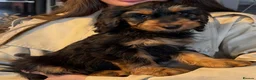 Cockapoo dogs for sale: 5 Cockapoo puppies ready now - Advert 1