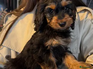 Cockapoo dogs for sale: 5 Cockapoo puppies ready now - Advert 2