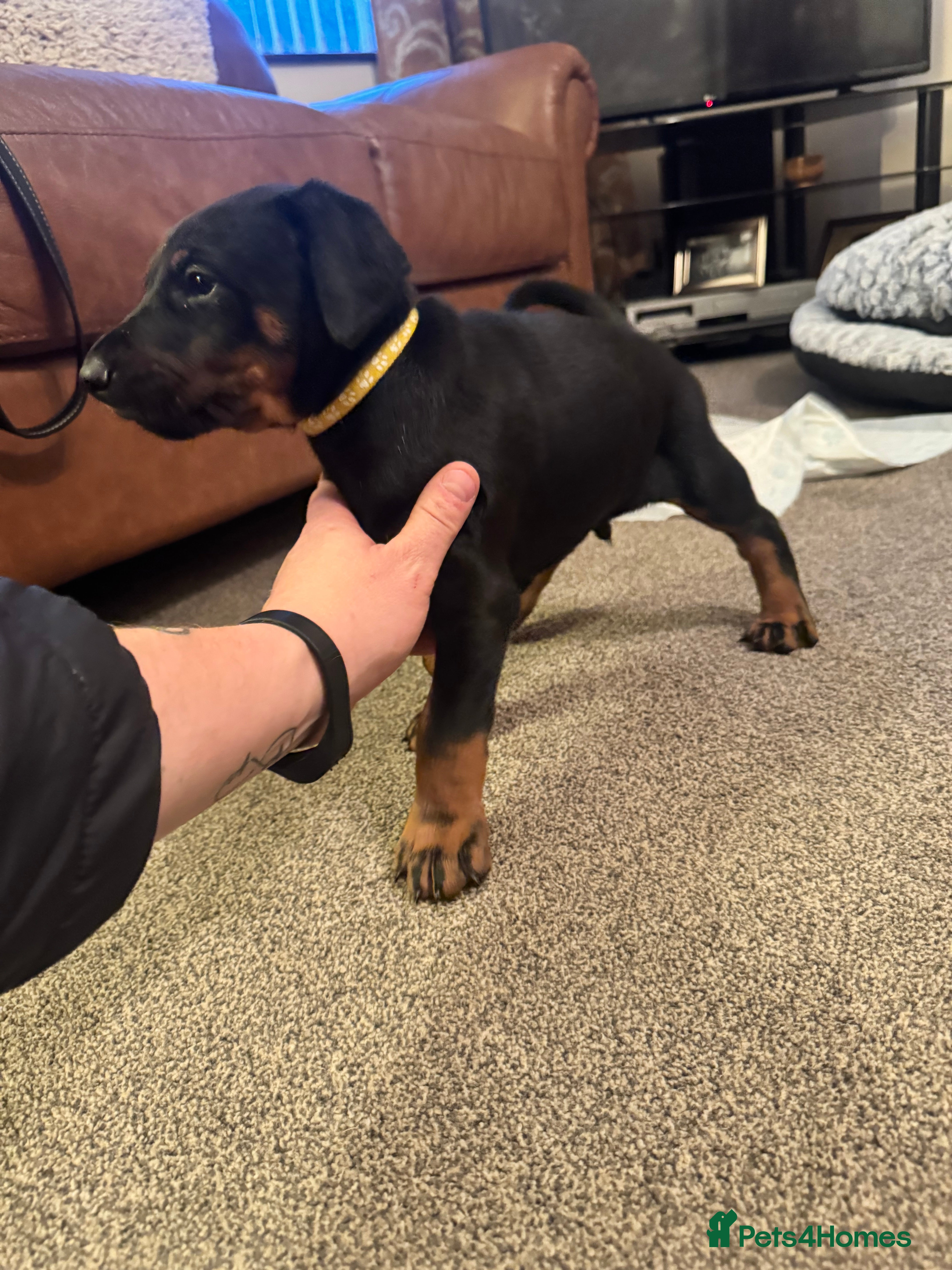 Dobermann dogs Dobermann puppies - Advert 5