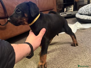 Dobermann dogs Dobermann puppies - Advert 2