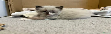 Ragdoll 1