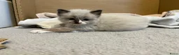 Ragdoll cats for sale: Ragdoll male kitten - Advert 2