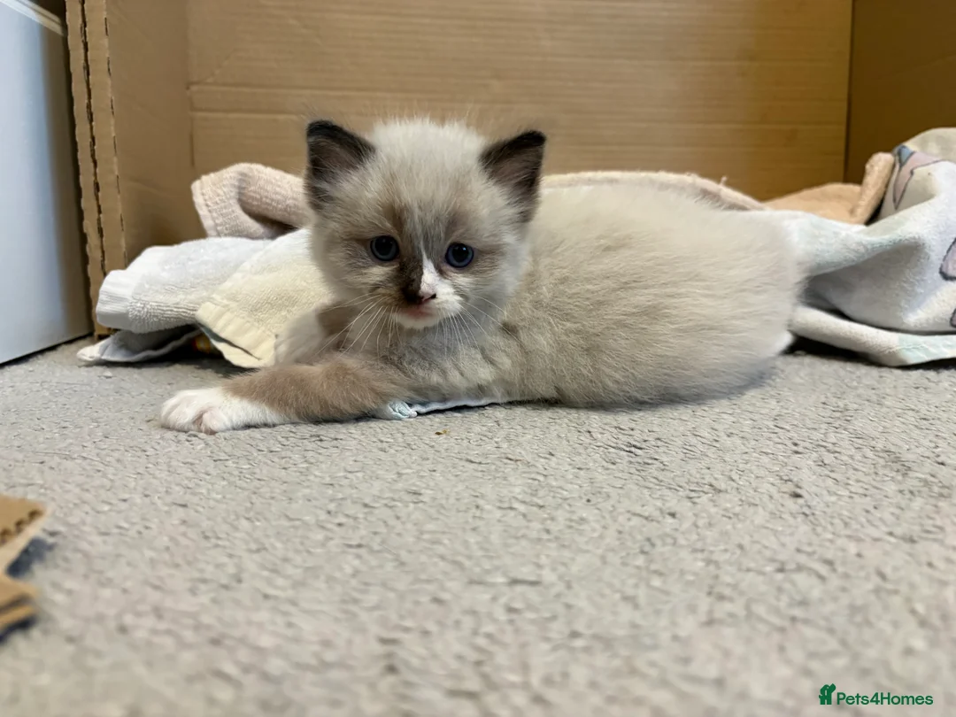 Ragdoll cats for sale: Ragdoll male kitten - Advert 2