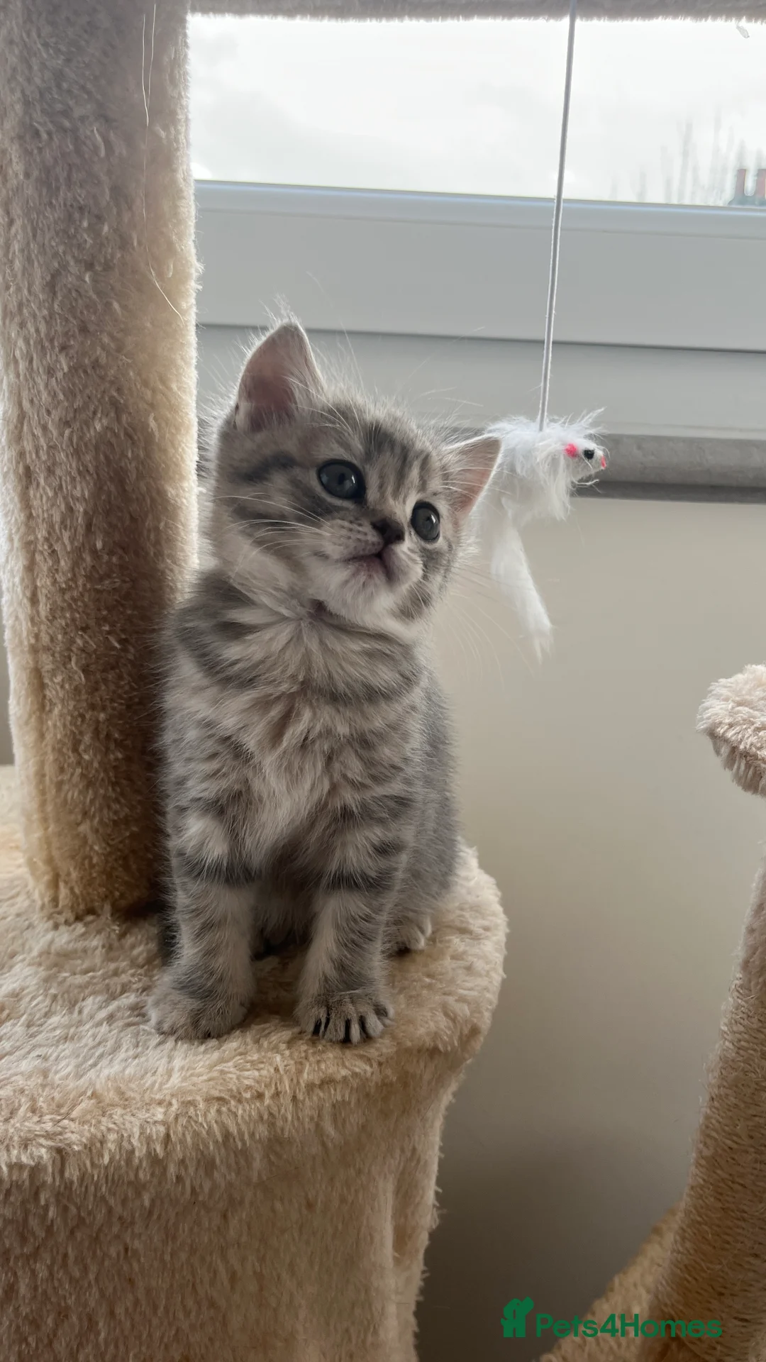 Scottish Fold cats for sale: Lovely kitten - Advert 5