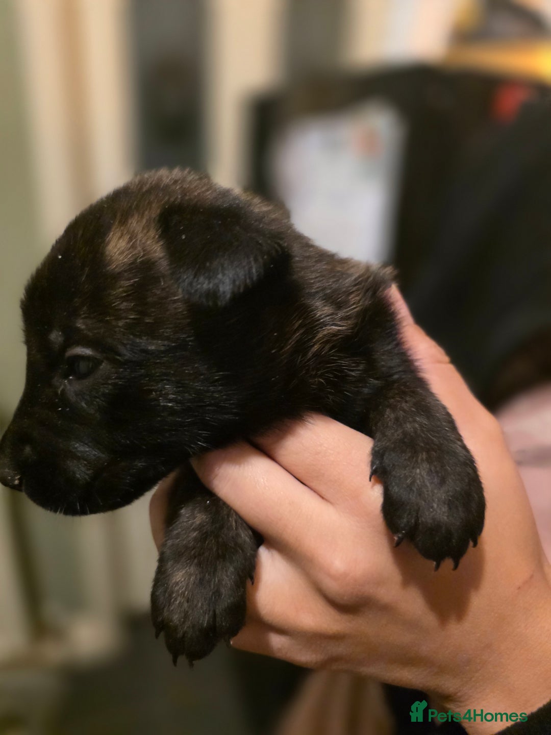 Belgian Shepherd Dog dogs for sale: Dutch Herder Puppies - Advert 12