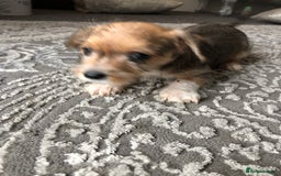 Jack Russell dogs for sale: Jack Russell pups - Image 4