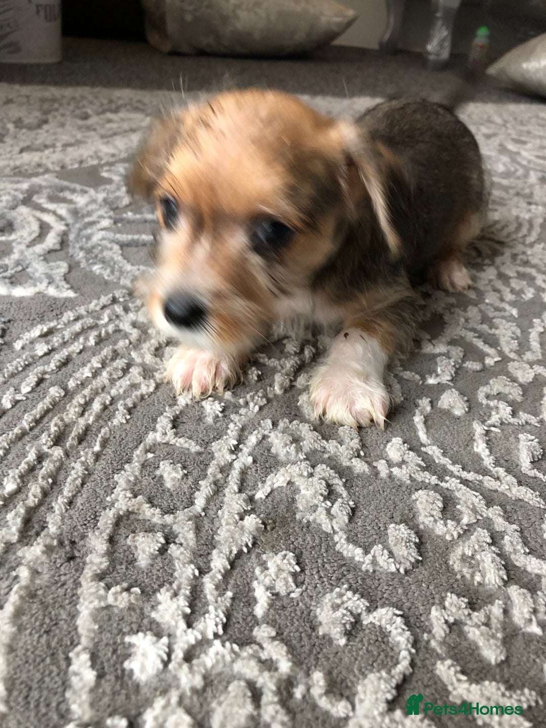 Jack Russell dogs for sale: Jack Russell pups - Image 4