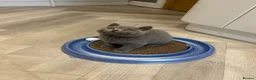 British Shorthair cats for sale: Last blue male. GCCF. Ready now - Advert 7