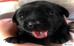 Labrador Retriever dogs for sale: 10 Beautiful black Labrador puppies - Image 12