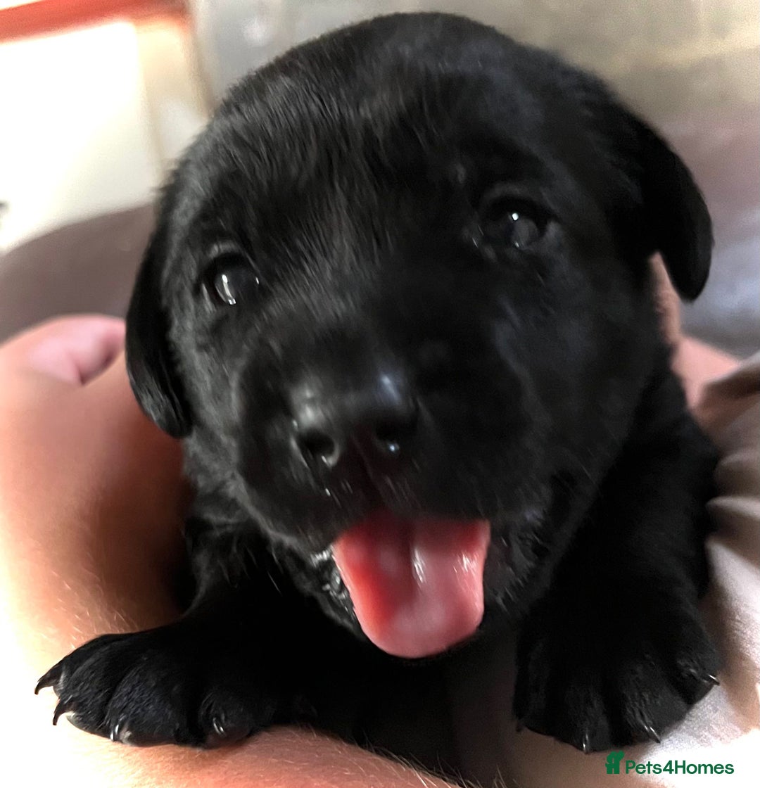 Labrador Retriever dogs for sale: 10 Beautiful black Labrador puppies - Image 12
