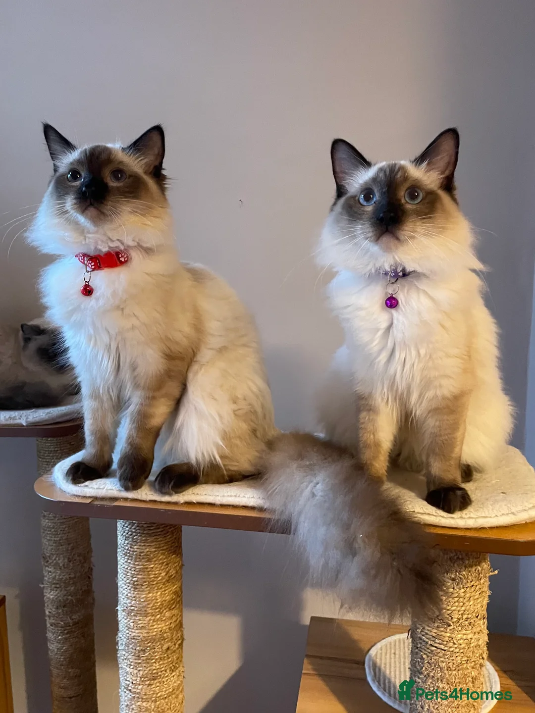 Ragdoll cats for sale: Beautiful Ragdoll boys - Advert 1