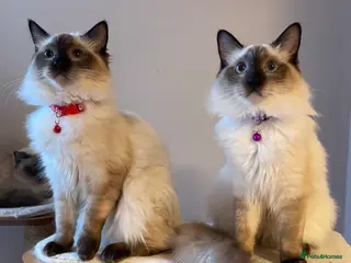 Ragdoll cats Beautiful Ragdoll boys - Advert 4