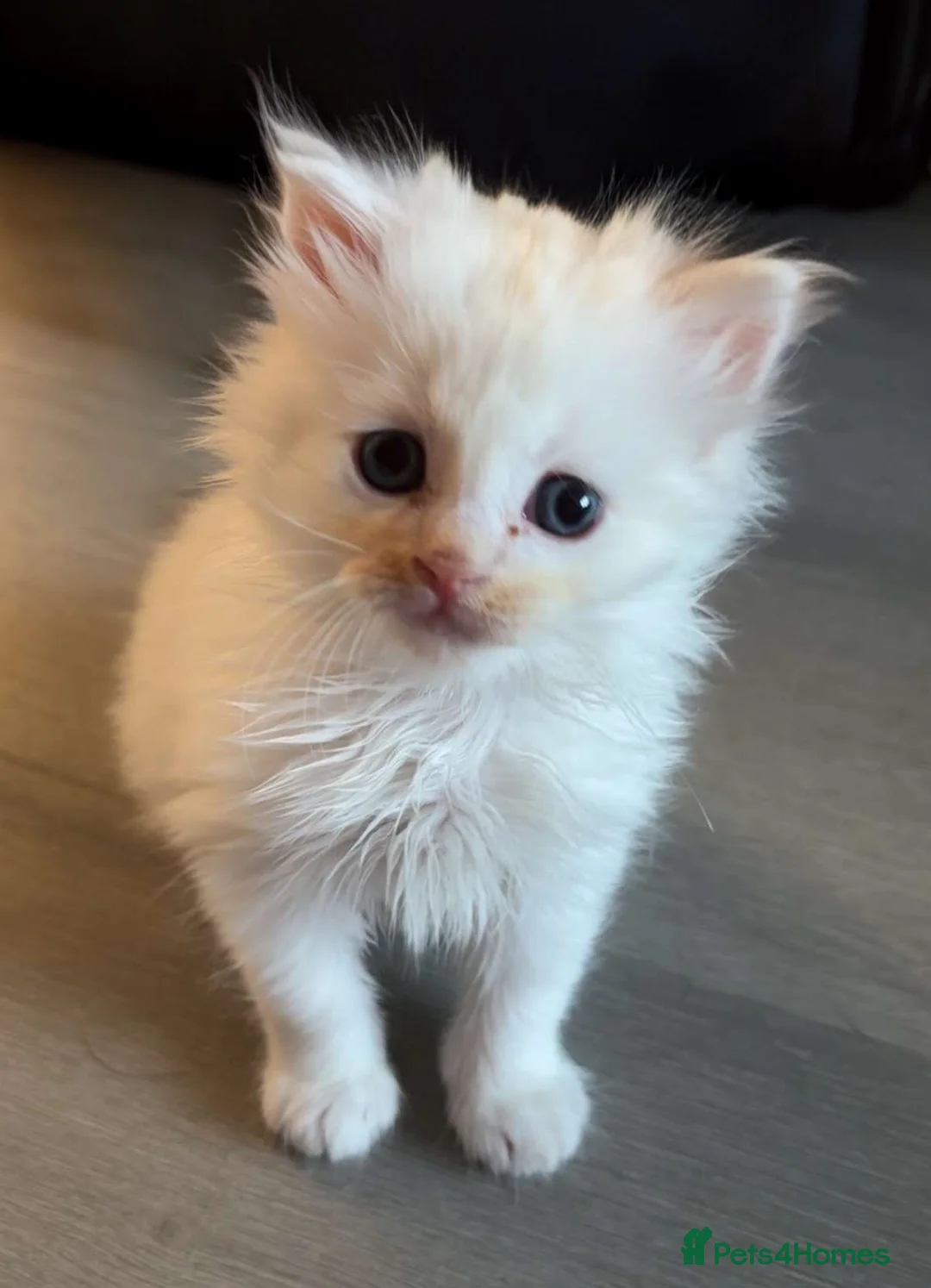 Ragdoll cats for sale: Stunning cream male Ragdoll Kitten  - Advert 5