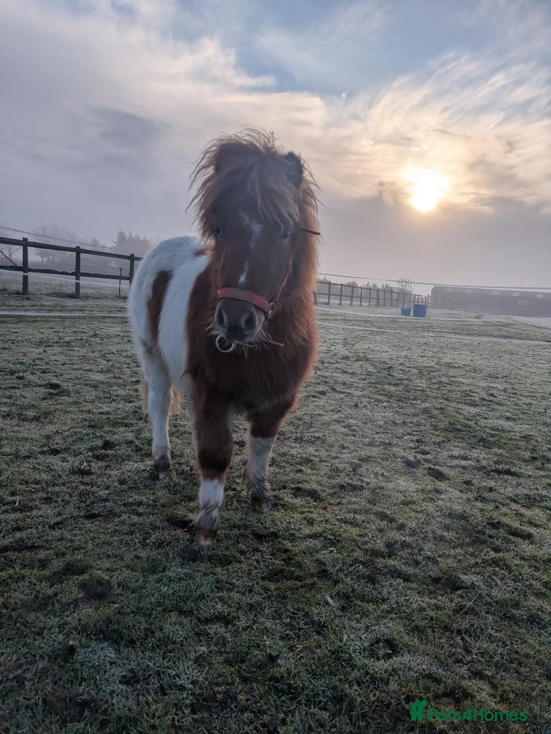 Shetland pony horses for sale: Stunning Minature Shetlands DEPOSIT SECURED  - Advert 6