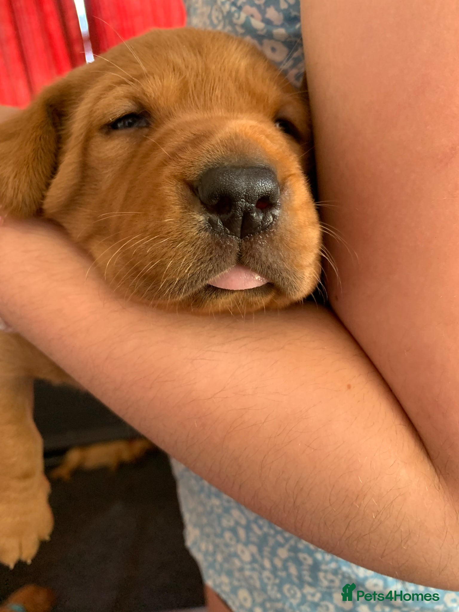 Labrador Retriever dogs for sale: KC reg health-tested Fox Red lab pups home raised - Advert 7