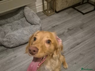 Cocker Spaniel dogs Working Cocker Spaniel - Advert 17