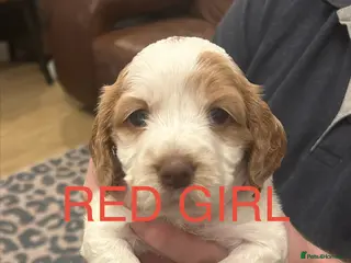 Sprocker dogs Sprocker Spaniel Puppies - Advert 7