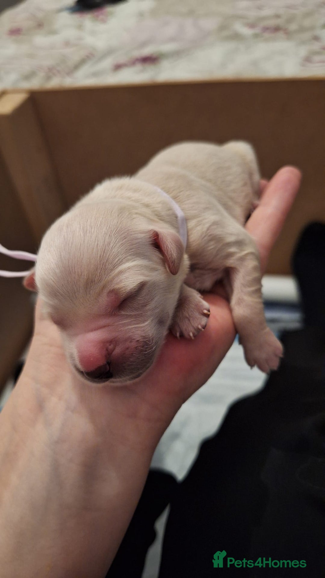 Golden Retriever dogs for sale: European bloodline GR puppies  - Advert 26