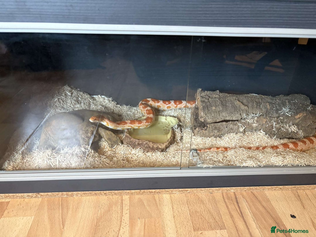 Corn Snake reptiles for sale: Corn snake + set up - Image 3