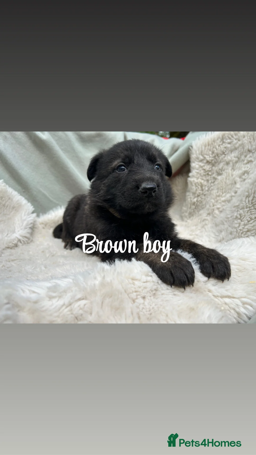 German Shepherd dogs for sale: Kc reg German shepherd puppys - Advert 1