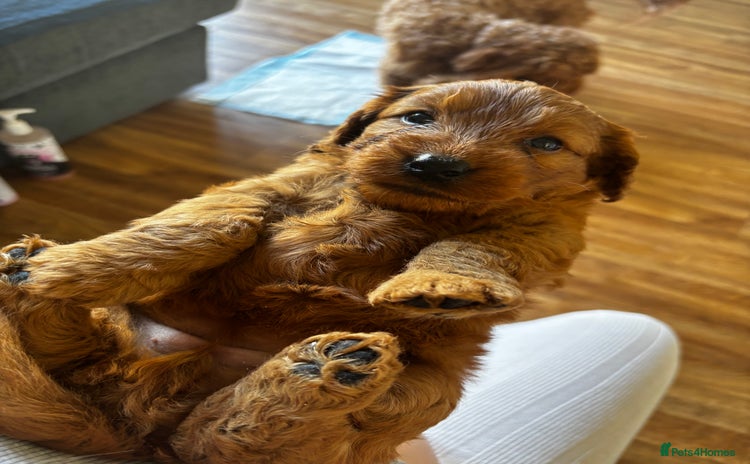 Cockapoo dogs - Advert 12