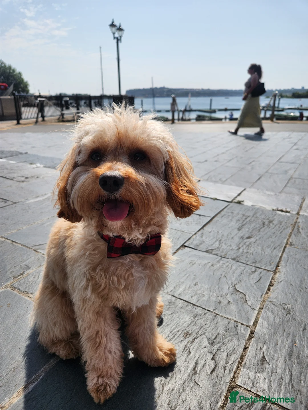 Cavapoo dogs for stud: Stunning & Gentle F1 Cavapoo Available for Stud in Salford - Advert 2