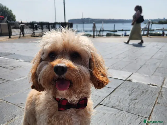 Cavapoo dogs for stud: Stunning & Gentle 'Toy' F1 Cavapoo for Stud - Advert 2