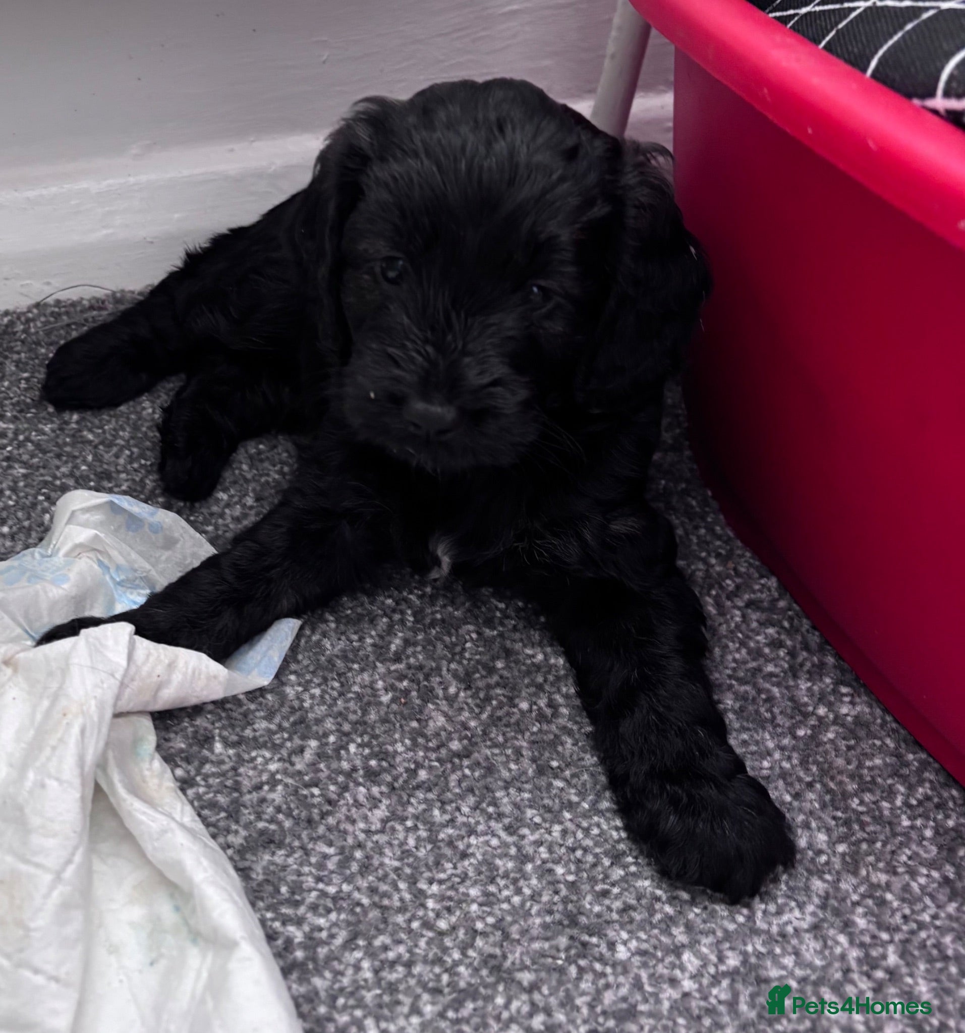 Cockapoo dogs Cockerpoo F1b puppies Ready on Friday  - Advert 5