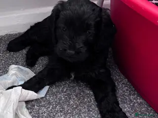 Cockapoo dogs Cockerpoo F1b puppies Ready on Friday - Advert 5