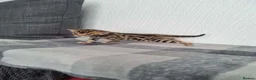 Bengal cats for sale: Bengal Kitten in Weston-super-Mare - Advert 9