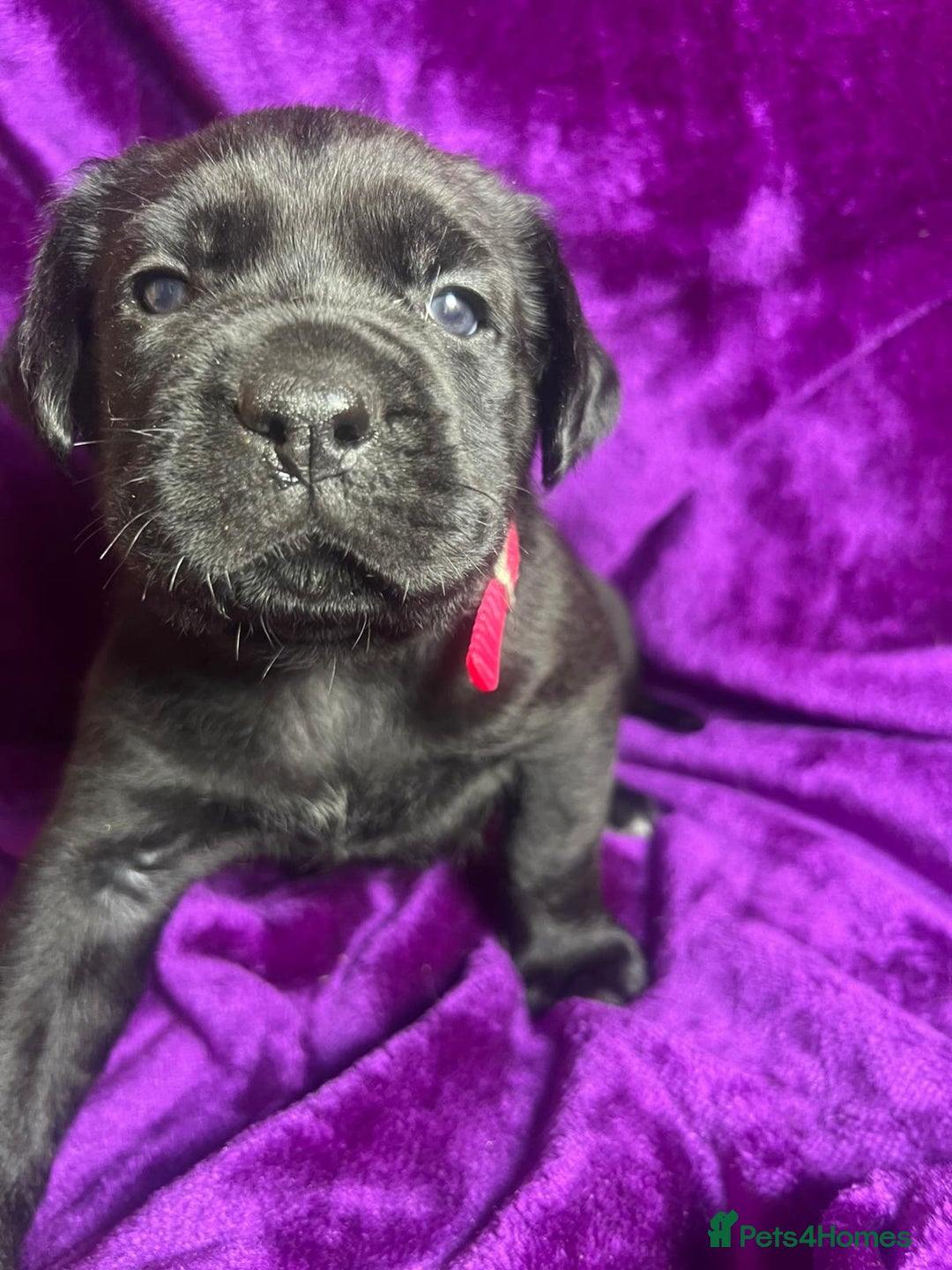 Mixed Breed dogs for sale: Cane Corso × Rottweiler/Bordeaux Puppies All Girls - Image 17