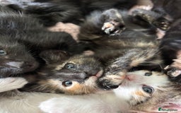 Mixed Breed cats for sale: Stunning litter of 7 kittens - Image 5